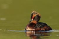 Podiceps auritus