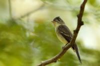 Empidonax flaviventris