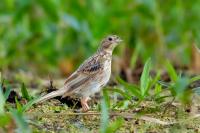 Emberiza calandra