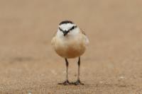 Charadrius marginatus