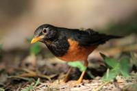 Turdus dissimilis