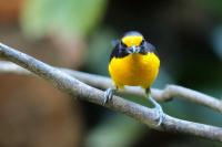 Euphonia violacea