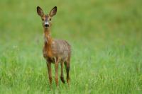 Roe deer