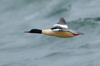 Mergus merganser