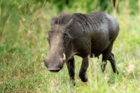 Common warthog