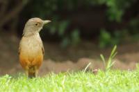 Turdus rufiventris