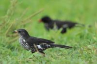 Bubalornis niger