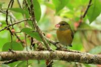 Euphonia minuta