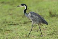 Ardea melanocephala