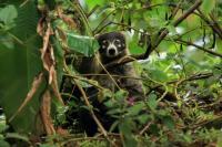 White-nosed coati