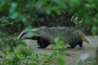 European badger