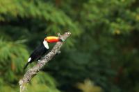 Ramphastos toco