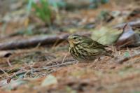 Anthus hodgsoni