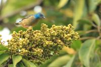 Dacnis venusta