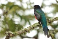 Trogon surrucura