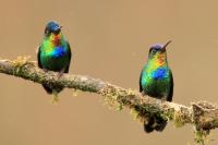 Panterpe insignis 