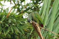 Pionus maximiliani