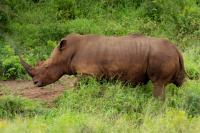 White rhinoceros