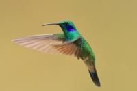 Colibri thalassinus