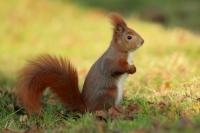 Red squirrel