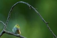 New Zealand -fauna