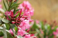 Cyprus FLORA