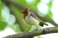 Paroaria coronata