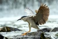 Nycticorax nycticorax