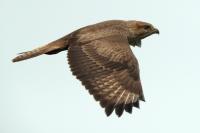 Buteo buteo vulpinus 