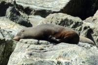 New Zealand sea lion