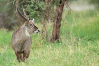 Waterbuck