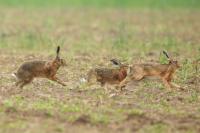 European hare