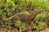 Egyptian mongoose