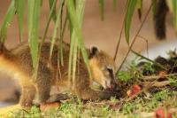 South American coati