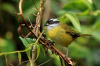 Chlorospingus pileatus