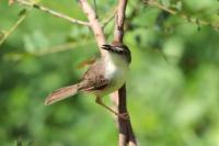 Prinia inornata