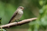 Cyprus FAUNA