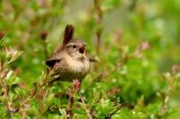 Troglodytes troglodytes