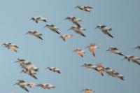 Calidris tenuirostris