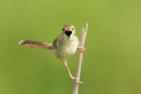 Cisticola marginatus