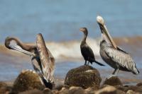 Phalacrocorax brasilianus