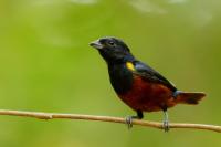 Euphonia pectoralis