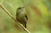 Argentina fauna