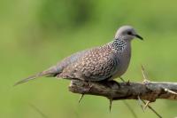 Streptopelia chinensis