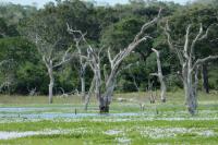 Sri Lanka Landscape