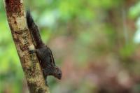 Indian palm squirrel