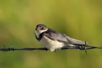 Hirundo albigularis