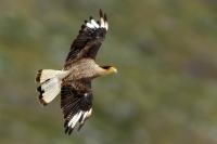 Caracara plancus