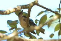 Turdus plebejus