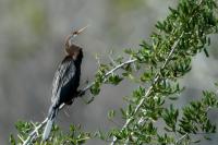 Anhinga melanogaster